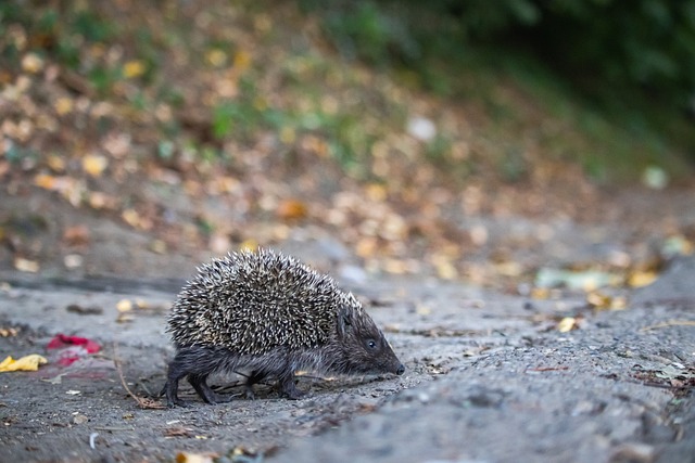 球共打入 球共打入
